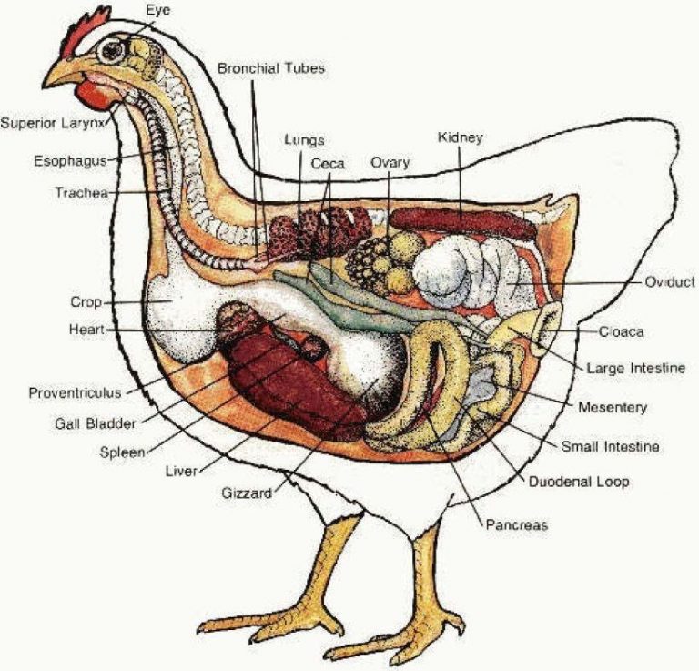 how-chickens-poop-and-reproduce-letters-and-science