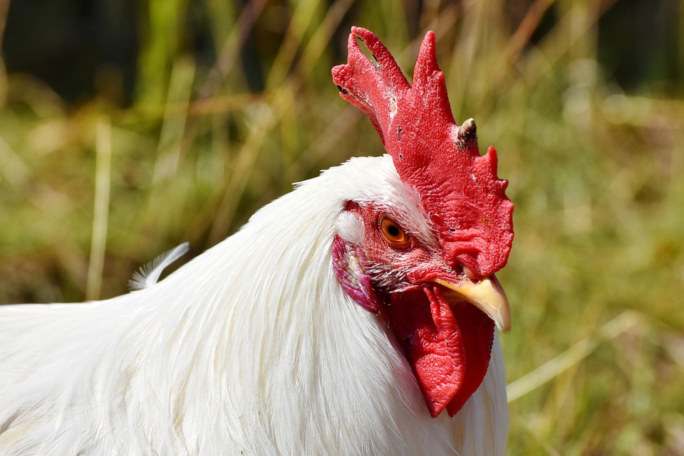 Chicken face