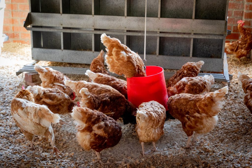 Chickens eating in a bucket