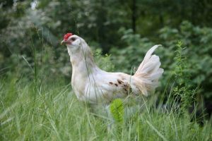 How to Reproduce Chickens for a Small Farm - Letters and Science