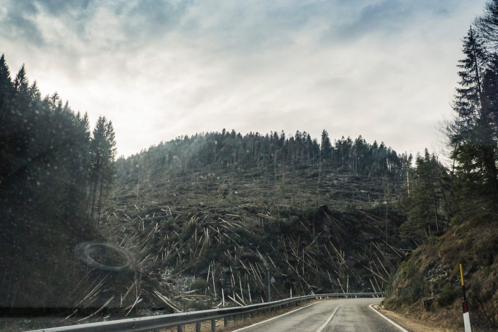 highway deforested