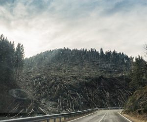 highway deforested