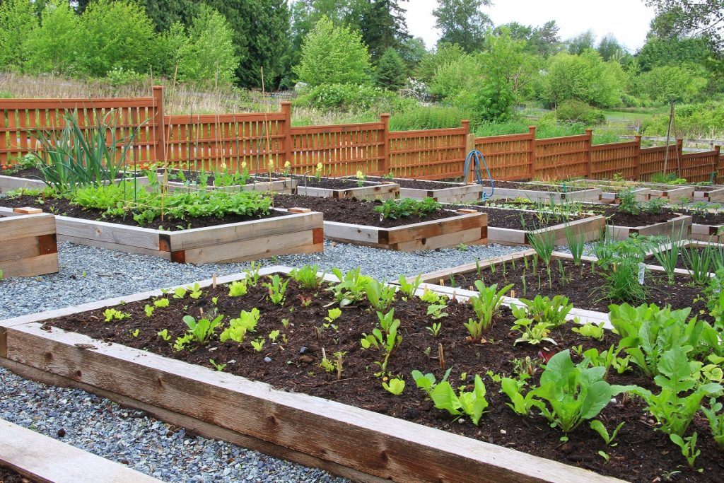community garden